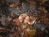 Tricholoma dryophilum image