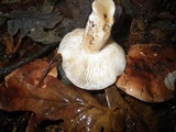 Tricholoma dryophilum image