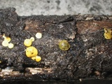 Trichoderma aureoviride image