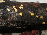Trichoderma aureoviride image