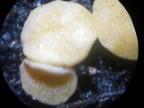 Trichoderma aureoviride image