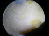 Trichoderma aureoviride image