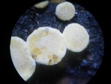 Trichoderma aureoviride image