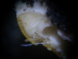 Trichoderma aureoviride image