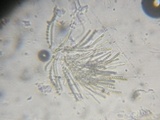Trichoderma aureoviride image