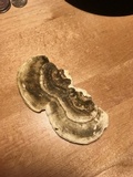 Trametes gibbosa image