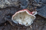 Phlebia incarnata image