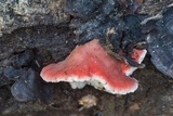 Phlebia incarnata image