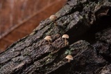 Mycena corticola image