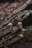 Mycena corticola image