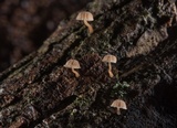 Mycena corticola image