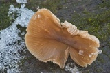 Mycena galericulata image
