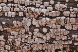 Xylobolus frustulatus image