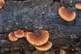 Lentinellus ursinus image