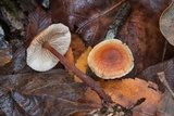 Gymnopus spongiosus image