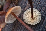 Gymnopus spongiosus image