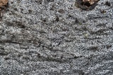 Biscogniauxia atropunctata image