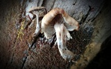 Lentinellus subaustralis image