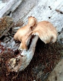 Lentinellus subaustralis image