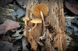 Kuehneromyces lignicola image