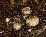 Scleroderma bovista image