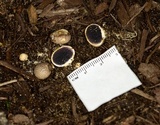 Scleroderma bovista image