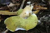 Polyporus leptocephalus image