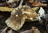 Polyporus leptocephalus image