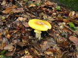 Amanita augusta image