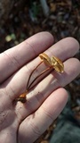 Xeromphalina cauticinalis image