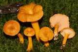 Cantharellus ignicolor image