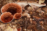 Hydnellum concrescens image
