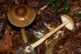 Amanita sect. Vaginatae image