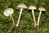 Clitocybe trulliformis image