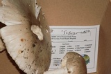 Amanita submaculata image