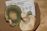Russula parvovirescens image