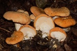 Hydnum mulsicolor image