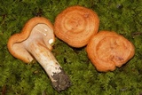 Lactarius peckii image