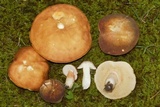 Xanthoconium affine image