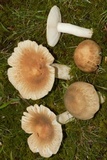 Russula crustosa image