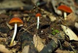 Marasmius elegans image