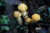 Gymnopilus ventricosus image