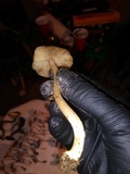 Inocybe grammata image