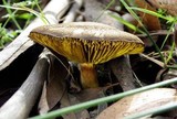 Phylloporus clelandii image
