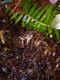 Inocybe grammata image