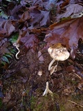 Inocybe grammata image
