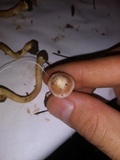 Inocybe grammata image