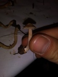 Inocybe grammata image