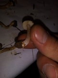Inocybe grammata image