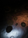 Inocybe grammata image